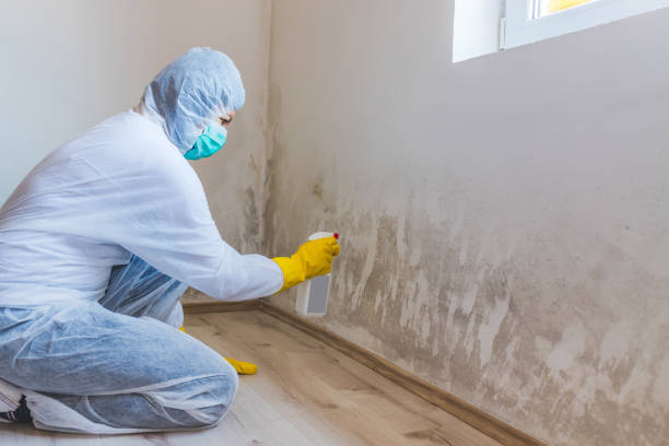 Licensed Mold Testing service in Nashville, MI - WQB Mold Removal