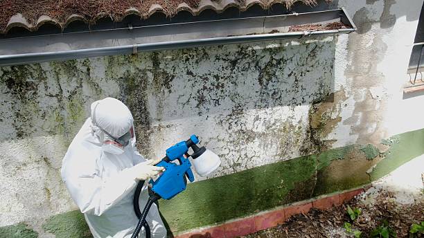 Top rated local Mold Testing specialists in Nashville, MI